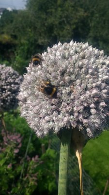 The Versatile Vegetable organic veg plot